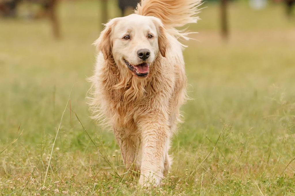 Missing Dog Reunites with Family After Astoundi...