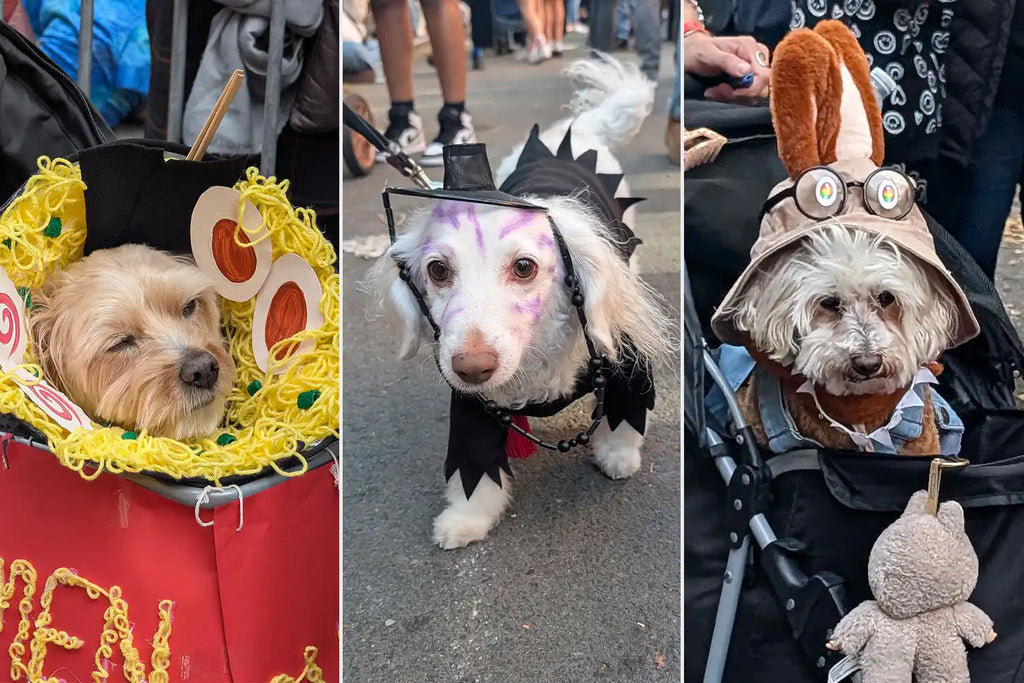 See the Cutest Canine Costumes from the 2025 Ne...