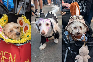 See the Cutest Canine Costumes from the 2025 Ne...