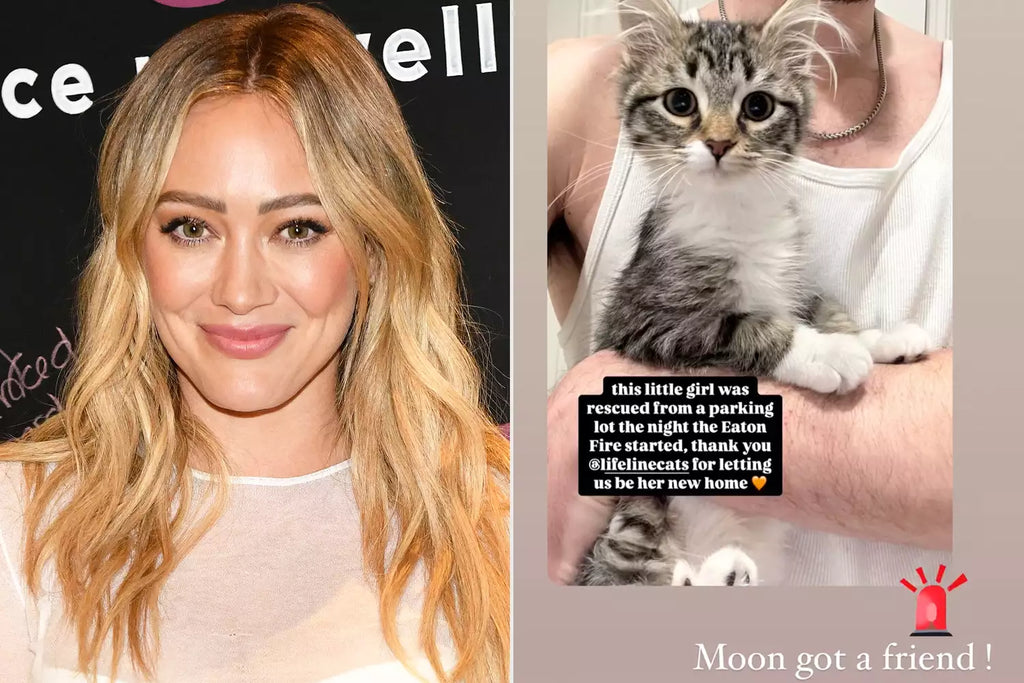 Hilary Duff and Matthew Koma Adopt Kitten Rescued from Parking Lot 'the Night the Eaton Fire Started'