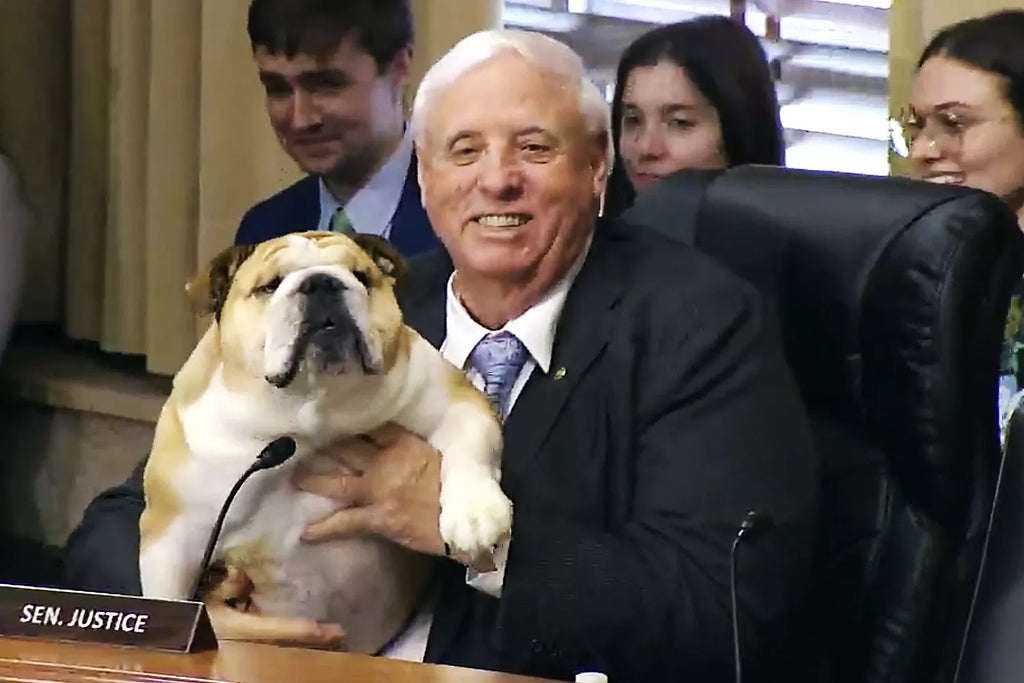 Republican Senator Brings His Bulldog 'Babydog,...