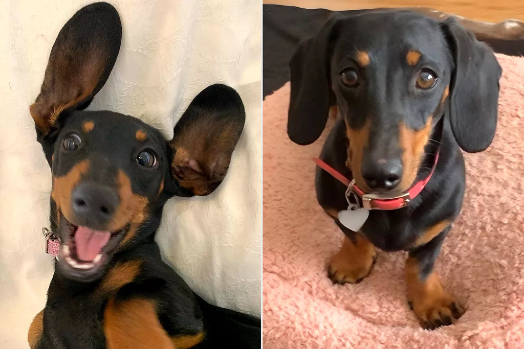 Missing 8-Lb. Wiener Dog Survives on Rugged Isl...