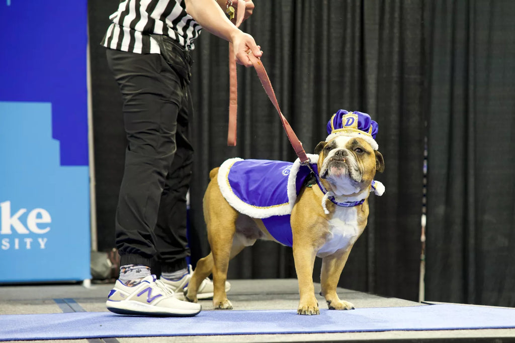 Annual Beautiful Bulldog Contest Names Its Wrin...