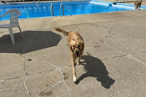 Midwest Pet Event: Northville Park Association Doggy Paddle