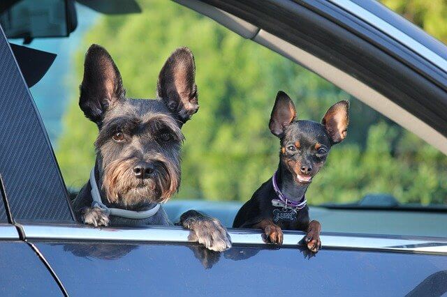 Plants for Paws: The Surprising Superfood Diet for Your Dog!
