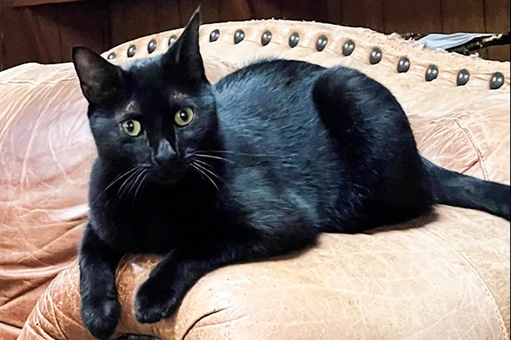 Pet Cat in Florida Helped Scientists Discover N...