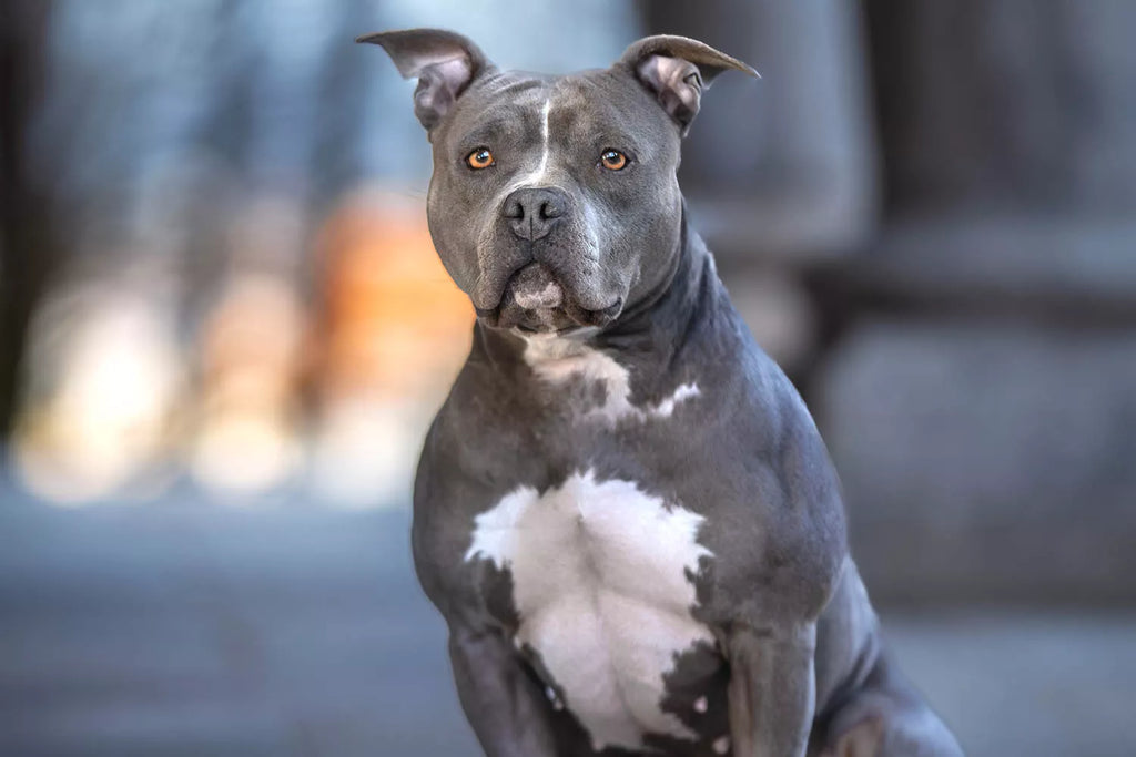 Dog Saves Owner from 'Terrifying' N.Y. Apartment Fire: 'He's a Hero, But Now They're Left with Nothing'