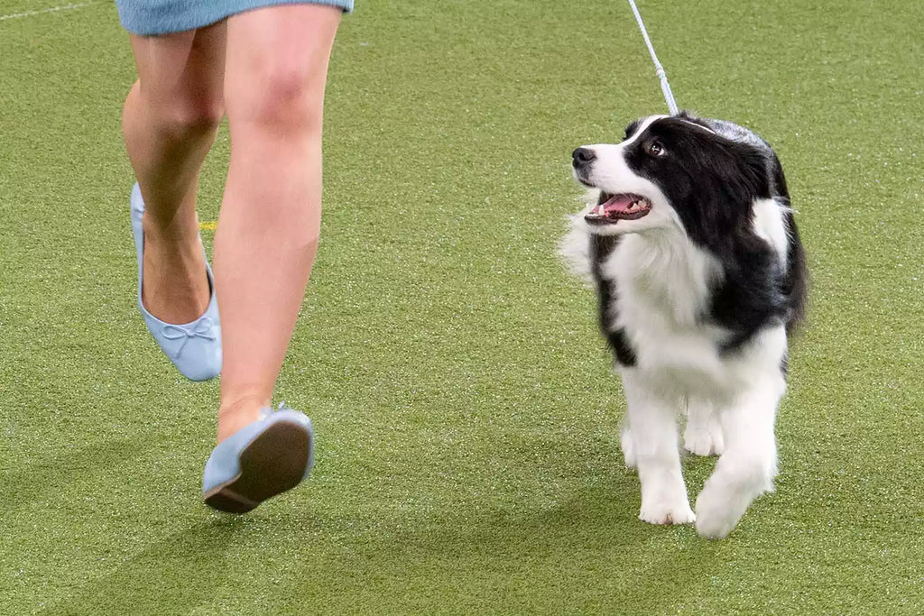 Very Bad' Rescue Dog Was 'Kicked Out' of Obedience School. Now, She’s Heading to the World's Biggest Dog Show