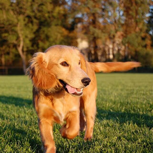 Protecting Your Pets in Today's Scorching Heat: Essential Dog Supplies to Beat the Heat