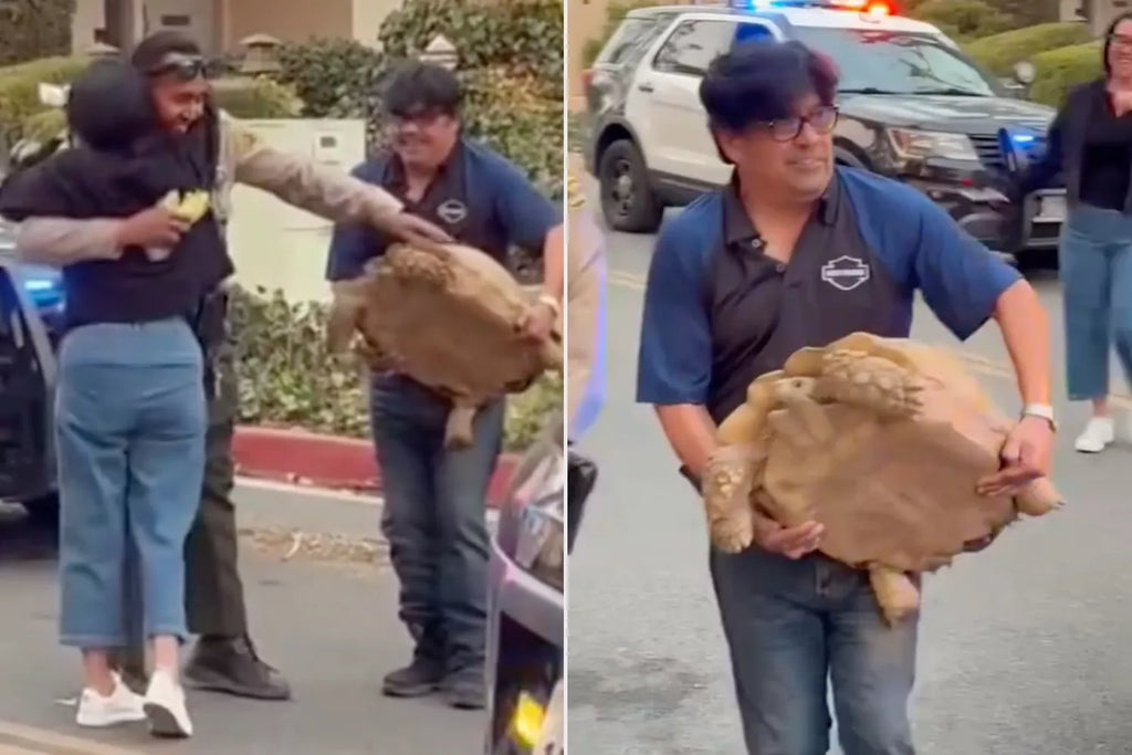 Rocky's Home!' 100-Lb. Pet Tortoise Survives L.A. Wildfires and Reunites with His Family