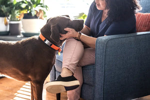 She Took in Her Dying Aunt’s Dog and Ended Up W...