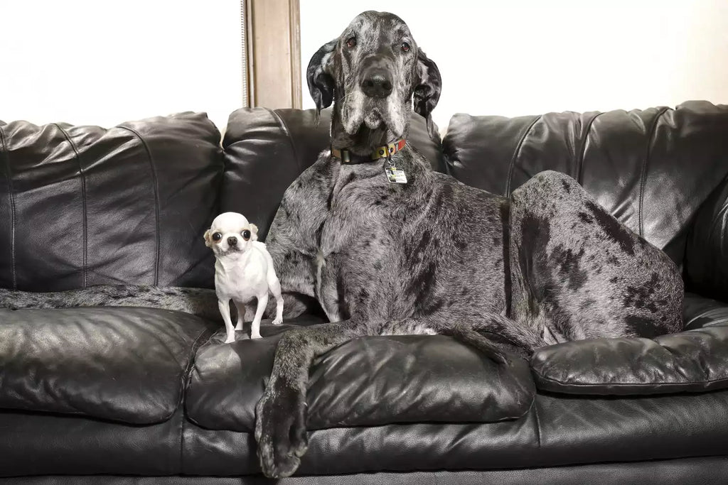 World's Tallest Dog and Smallest Dog Have a 'Ve...