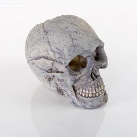 BioBubble Decorative Human Skull Large 6.25" x 3.5" x 5.5"-Small Pet-BioBubble-PetPhenom