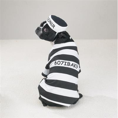 Casual Canine Prison Pooch Costume -Medium-Dog-Casual Canine-PetPhenom