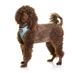 DOOG Neoflex Dog Harness Benji Extra Small Blue/Grey