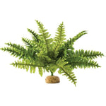 Exo Terra Boston Fern Terrarium Plant, Medium - 1 count-Small Pet-Exo Terra-PetPhenom