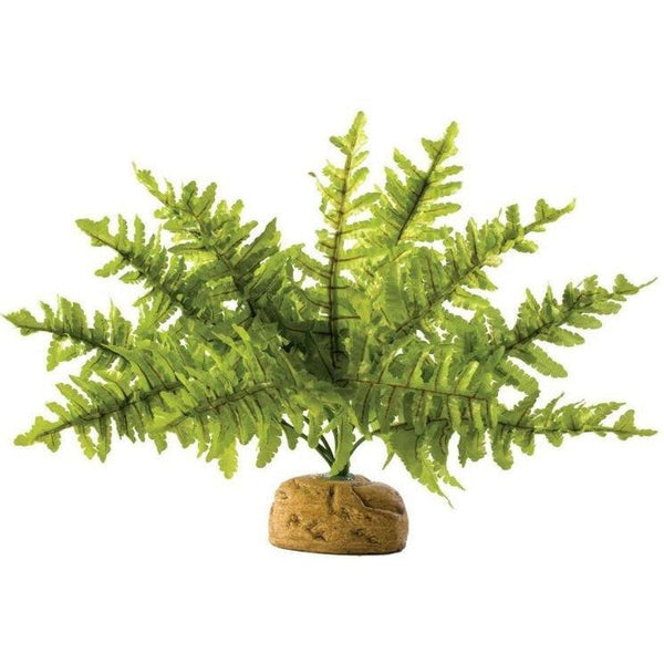 Exo Terra Boston Fern Terrarium Plant, Small - 1 count-Small Pet-Exo Terra-PetPhenom