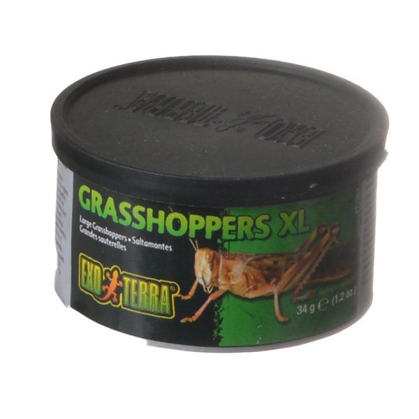 Exo-Terra Grasshoppers XL, 1.2 oz (34 g)-Small Pet-Exo Terra-PetPhenom