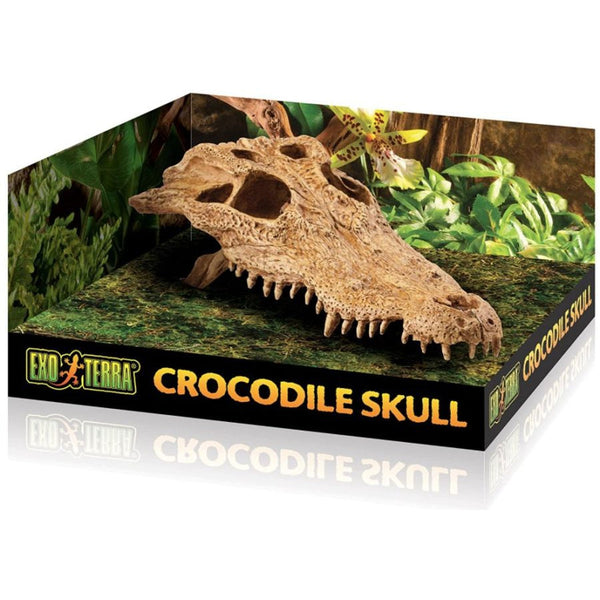 Exo Terra Terrarium Crocodile Skull Decoration, 1 count-Small Pet-Exo Terra-PetPhenom