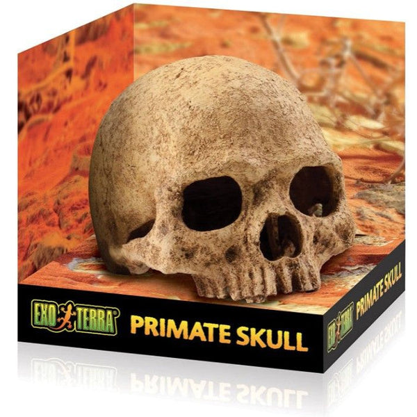 Exo Terra Terrarium Primate Skull Decoration, 1 count-Small Pet-Exo Terra-PetPhenom