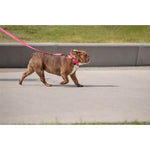 GF Pet Neon Pink Reflective Collars and Leashes by GF Pet -Eezy - 6 MED/LG Leash-Dog-GF Pet-PetPhenom