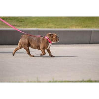 GF Pet Neon Pink Reflective Collars and Leashes by GF Pet -Eezy - 6 MED/LG Leash-Dog-GF Pet-PetPhenom