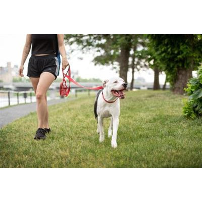 GF Pet Red Reflective Collars and Leashes by GF Pet -LG Collar-Dog-GF Pet-PetPhenom