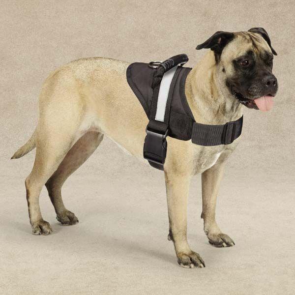 Guardian Gear Excursion Dog Harnesses - Large - 26"-36"-Dog-Guardian Gear-PetPhenom