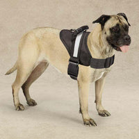 Guardian Gear Excursion Dog Harnesses - Medium - 20"-26"-Dog-Guardian Gear-PetPhenom