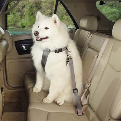 Guardian Gear Ride Right Classic Car Harness - X-Large - Slate-Dog-Guardian Gear-PetPhenom