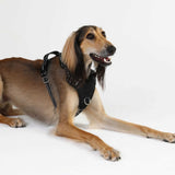 DOOG Neotech Dog Harness Large Black-Dog-DOOG-PetPhenom