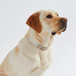 Hiddin Clear Dog Collar with Metal Accents | Options-Dog-Hiddin.co-X Small | 4-9" neck-Brass | Chrome-PetPhenom