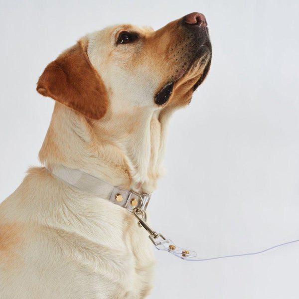 Hiddin Clear Dog Leash & Collar Set | Options-Dog-Hiddin.co-X Small-Silver-PetPhenom