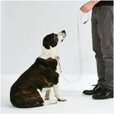 Hiddin Clear Dog Leash with Metal Accents | Options-Dog-Hiddin.co-Brass-PetPhenom