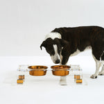 Hiddin Clear Double Dog Bowl Glam Feeder with Gold Bowls-Dog-Hiddin.co-PetPhenom