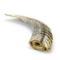 Icelandic+ Small Lamb Horn w/ Marrow Single Count Loose (Display Refill) by Icelandic+-Dog-Icelandic+-PetPhenom