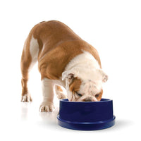K&H Pet Products Pet Coolin' Bowl 96 ounces Blue 11.5" x 11.5" x 4"-Dog-K&H Pet Products-PetPhenom