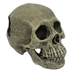 Komodo Human Skull Full-Small Pet-Komodo-PetPhenom