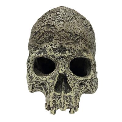 Komodo Human Skull Half-Small Pet-Komodo-PetPhenom