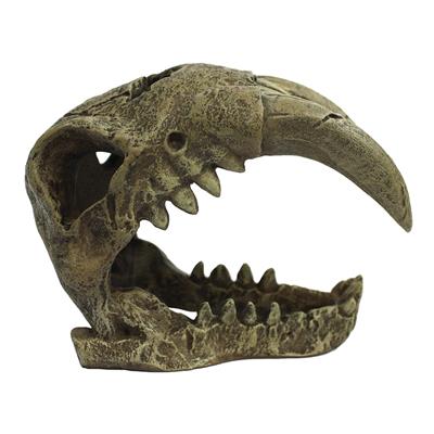 Komodo Larger Saber Tooth Skull-Small Pet-Komodo-PetPhenom
