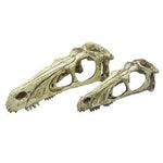 Komodo Raptor Skull -Large-Small Pet-Komodo-PetPhenom