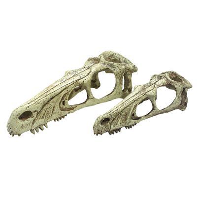 Komodo Raptor Skull -Xlarge-Small Pet-Komodo-PetPhenom