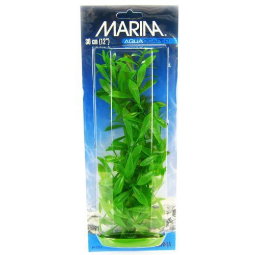 Marina Hygrophila Plant, 12" Tall-Fish-Marina-PetPhenom