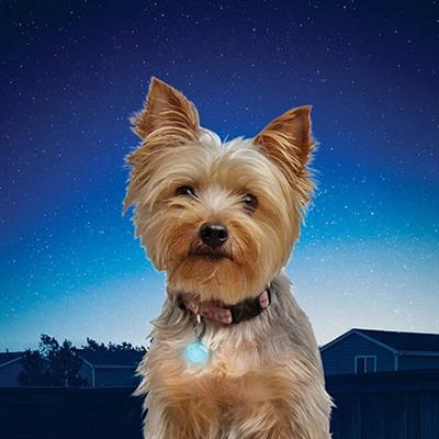 Nite-Ize® PetLit Collar Lights by Nite Ize -Pink Jewel-Dog-Nite Ize-PetPhenom