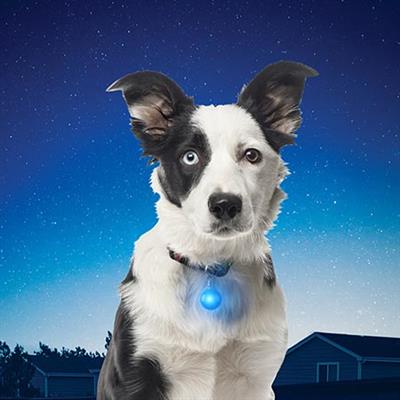 Nite-Ize® SpotLit Collar Lights by Nite Ize -Blue-Dog-Nite Ize-PetPhenom