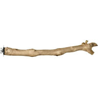 Prevue Pet Products 18" Branch Coffea Wood Bird Perch-Bird-Prevue Pet Products-PetPhenom