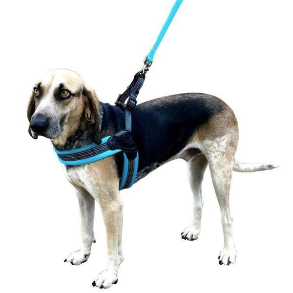 Sporn Easy Fit Dog Harness Blue, Large 1 count-Dog-Sporn-PetPhenom