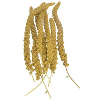 Sunseed Golden Millet Spray Natural Bird Treat, 5 lbs-Bird-Sunseed-PetPhenom