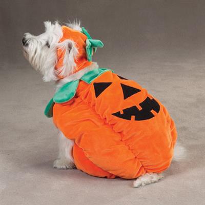 Zack & Zoey Pumpkin Pooch Costume -Large-Dog-Zack & Zoey-PetPhenom