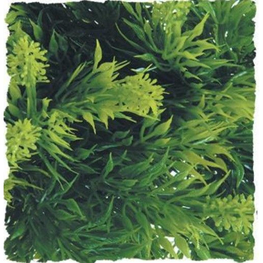 Zoo Med Malaysian Fern Plant, 1 count-Small Pet-Zoo Med-PetPhenom